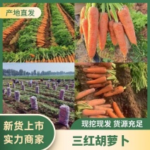 【新品上市】河南胡萝卜/三红胡萝卜/大量供应/欢迎咨询