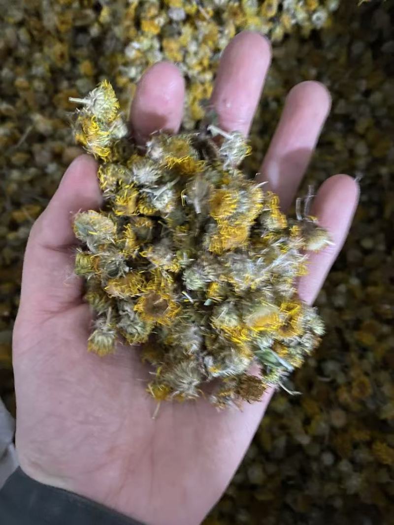 旋覆花产品实拍颜色好中药材批发