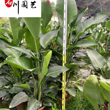 出售精品鹤望兰盆栽成都鹤望兰苗圃批发价格大型租摆绿植
