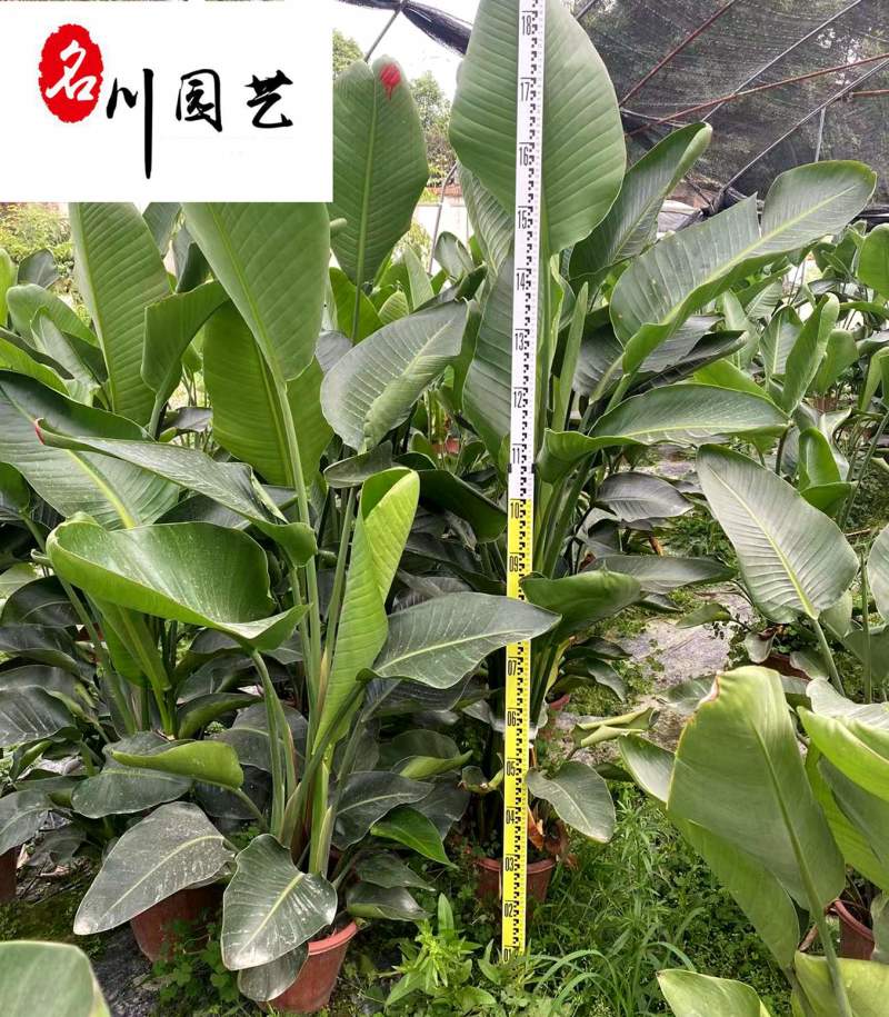 出售精品鹤望兰盆栽成都鹤望兰苗圃批发价格大型租摆绿植