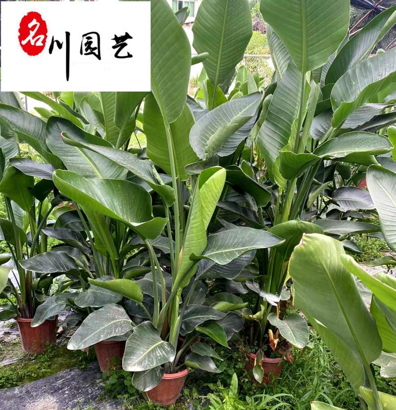 出售精品鹤望兰盆栽成都鹤望兰苗圃批发价格大型租摆绿植