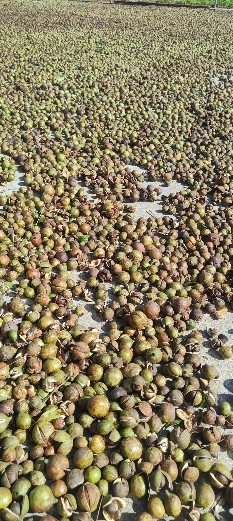 【油茶籽】湖南岳阳鲜油茶籽霜降果果形好无死果货量大皮薄