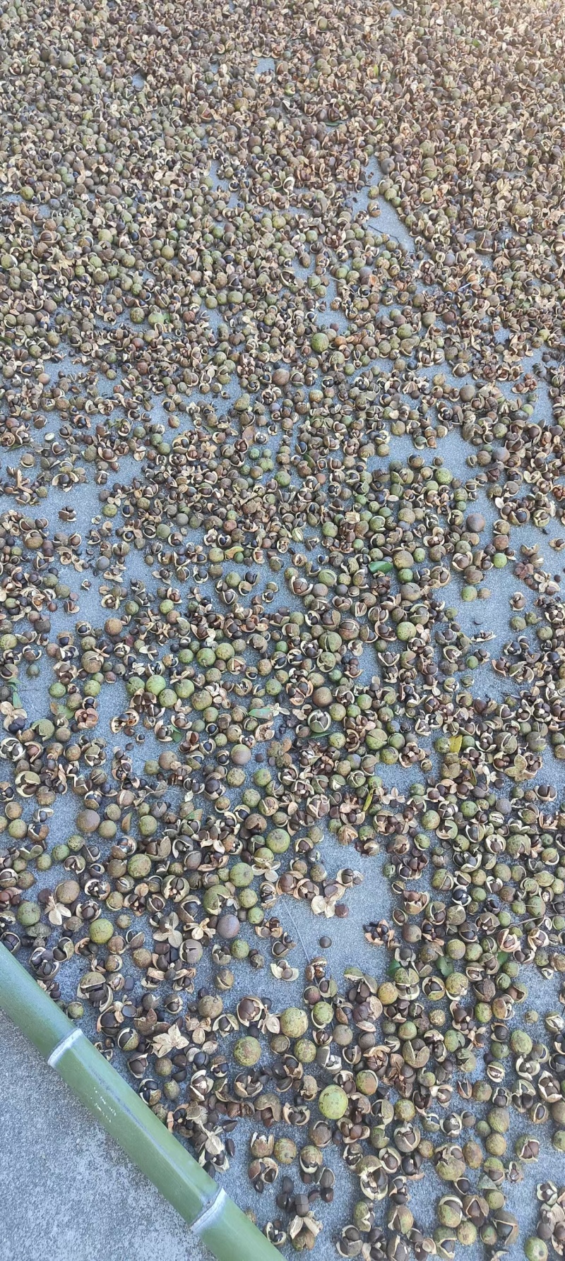 【油茶籽】湖南岳阳鲜油茶籽霜降果果形好无死果货量大皮薄