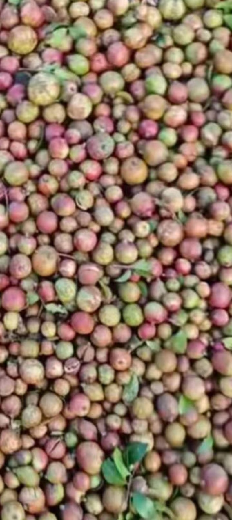 【油茶籽】湖南岳阳鲜油茶籽霜降果果形好无死果货量大皮薄