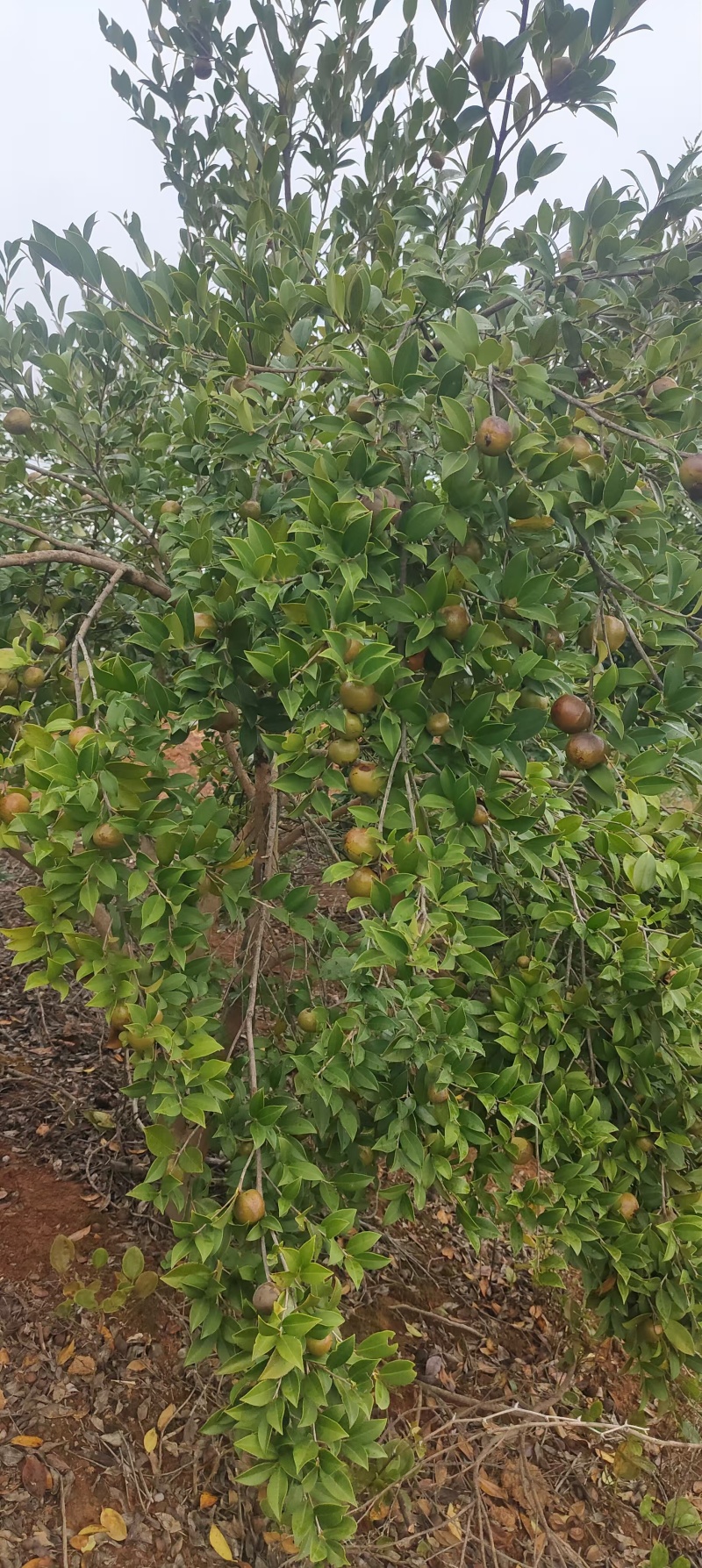 【油茶籽】湖南岳阳鲜油茶籽霜降果果形好无死果货量大皮薄