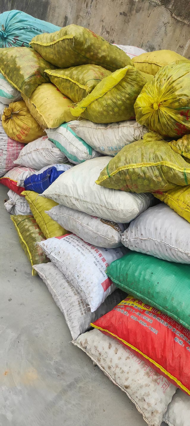 【油茶籽】湖南岳阳鲜油茶籽霜降果果形好无死果货量大皮薄
