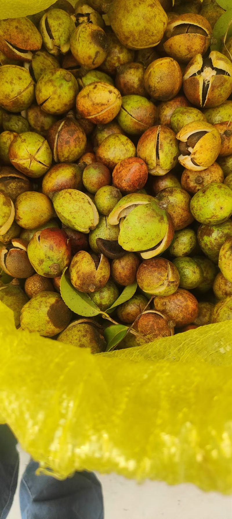 【油茶籽】湖南岳阳鲜油茶籽霜降果果形好无死果货量大皮薄