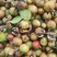 【油茶籽】湖南岳阳鲜油茶籽霜降果果形好无死果货量大皮薄