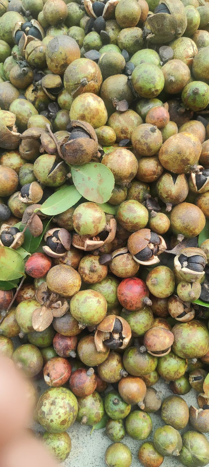 【油茶籽】湖南岳阳鲜油茶籽霜降果果形好无死果货量大皮薄