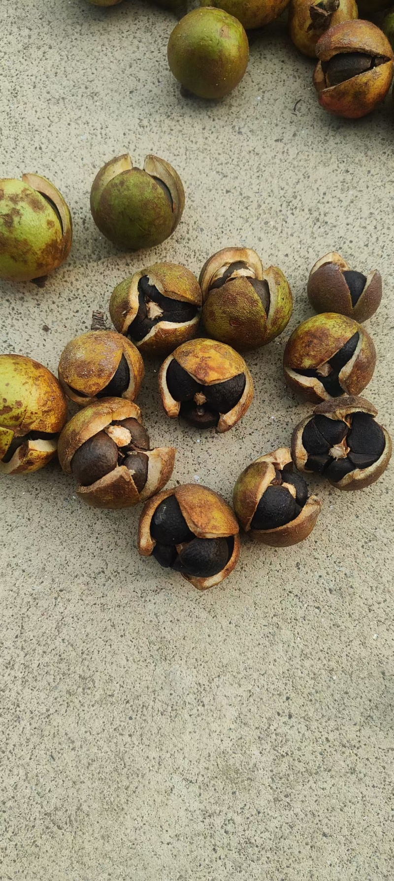 【油茶籽】湖南岳阳鲜油茶籽霜降果果形好无死果货量大皮薄