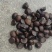 【油茶果】湖南鲜货野生油茶果皮薄出油率高油质好承接加工