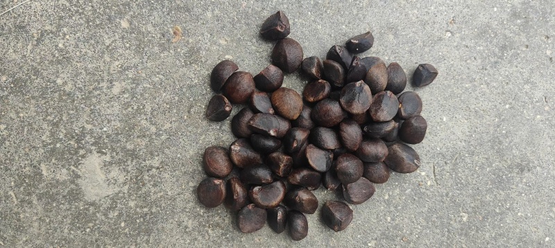 【油茶果】湖南鲜货野生油茶果皮薄出油率高油质好承接加工