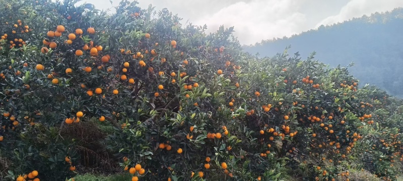 【麻阳冰糖橙】湖南基地直供质量保证一手货源全国发货