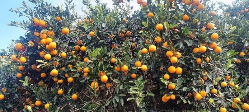 【麻阳冰糖橙】湖南基地直供质量保证一手货源全国发货
