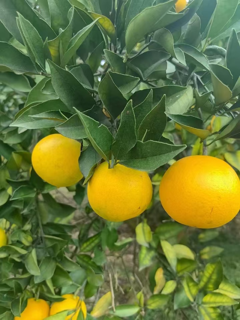 【冰糖橙】湖南基地直供质量上乘规格齐全量大优惠欢迎订购