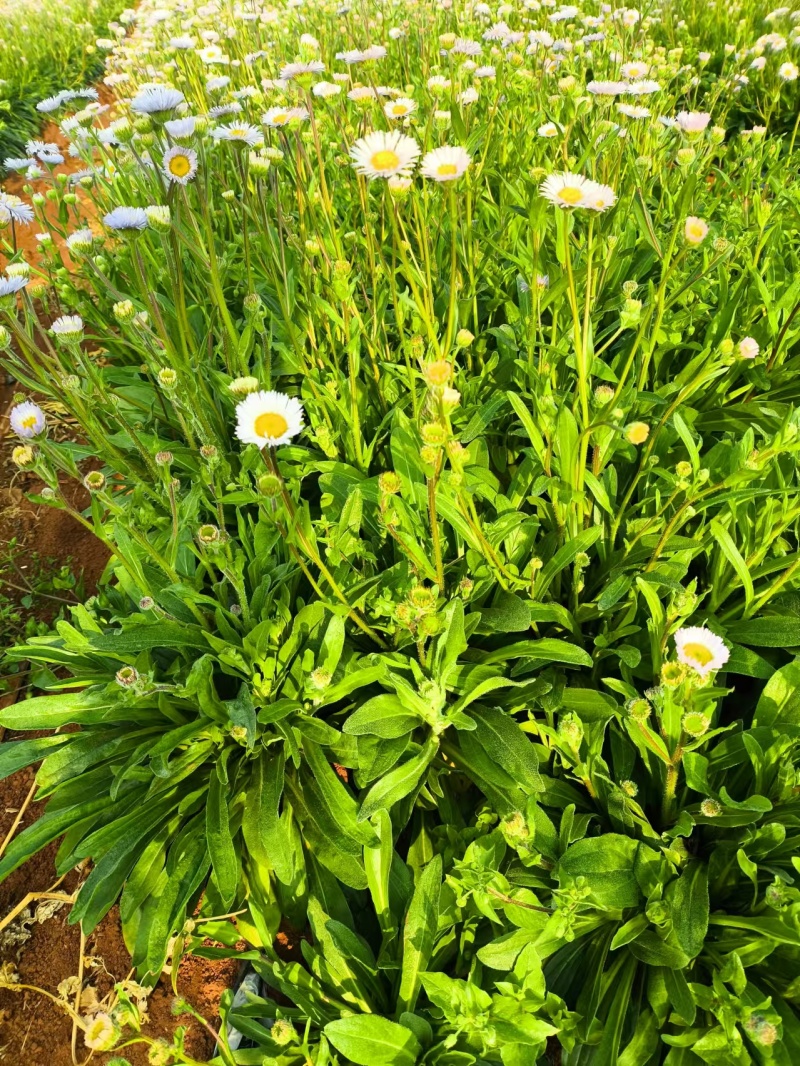 灯盏花干货鲜货2024年灯盏花中药材原材料量大价优基地