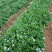 灯盏花干货鲜货2024年灯盏花中药材原材料量大价优基地