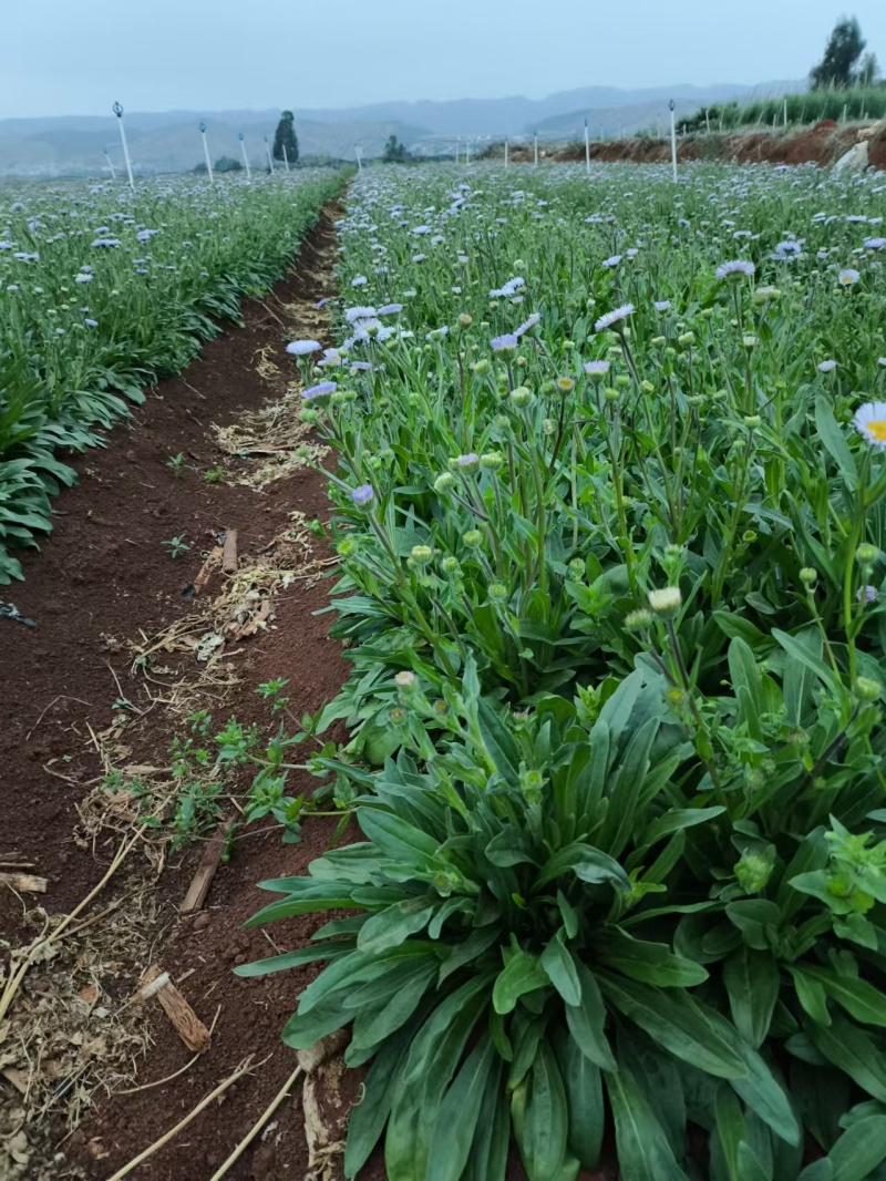 灯盏花干货鲜货2024年灯盏花中药材原材料量大价优基地