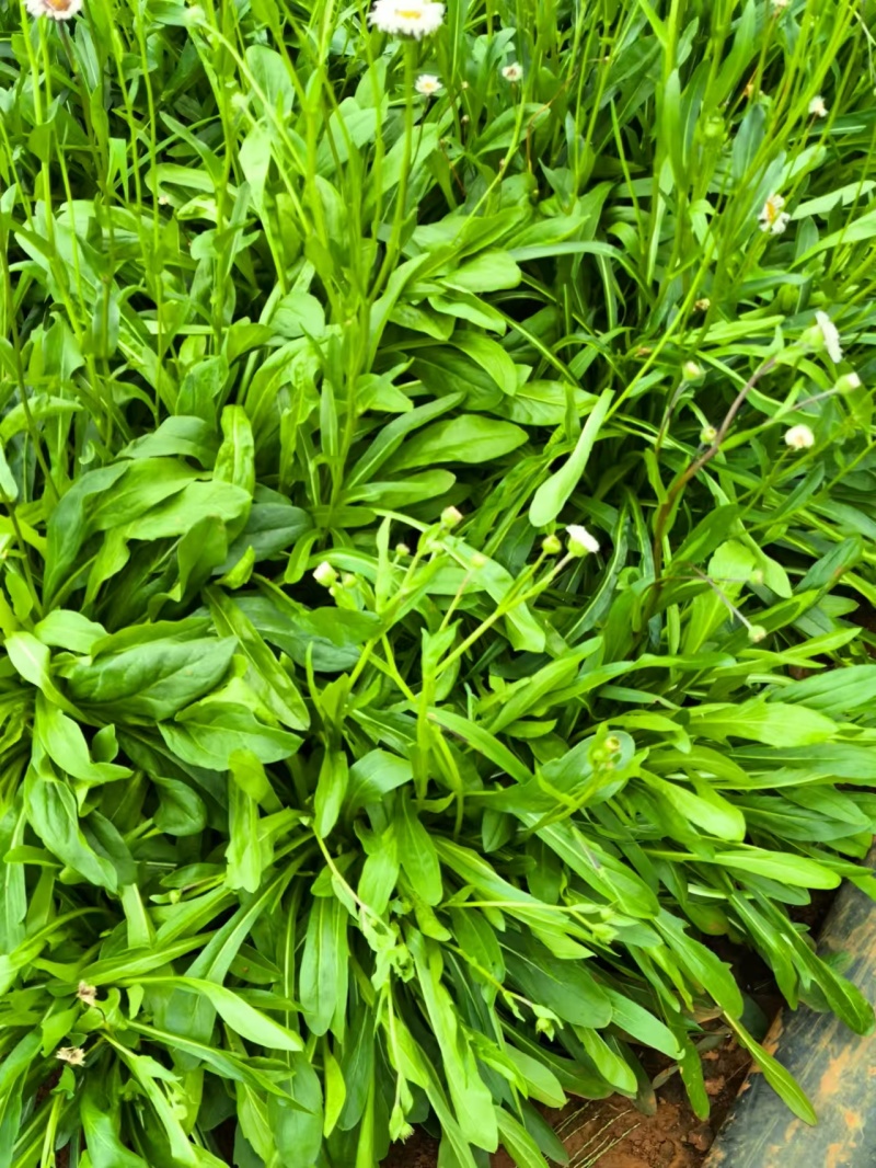 灯盏花干货鲜货2024年灯盏花中药材原材料量大价优基地
