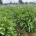 灯盏花种植基地量大价优欢迎选购价格实惠诚信经营