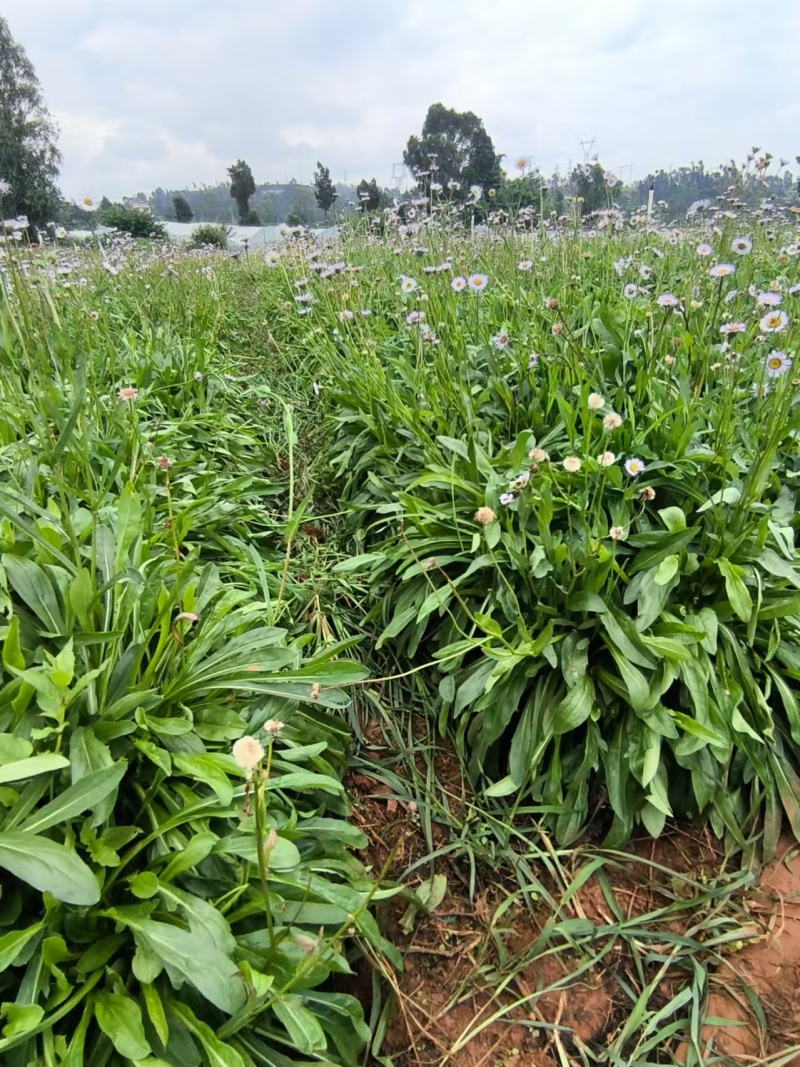 灯盏花种植基地量大价优欢迎选购价格实惠诚信经营