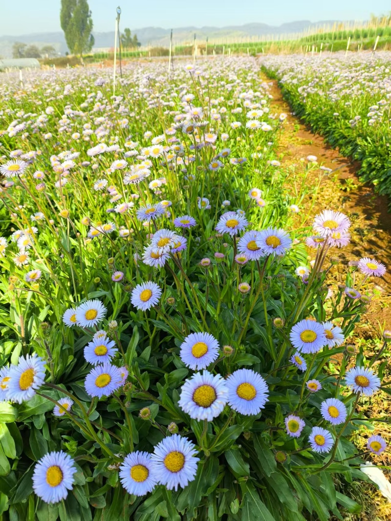 灯盏花种植基地量大价优欢迎选购价格实惠诚信经营