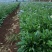 灯盏花种植基地量大价优欢迎选购价格实惠诚信经营