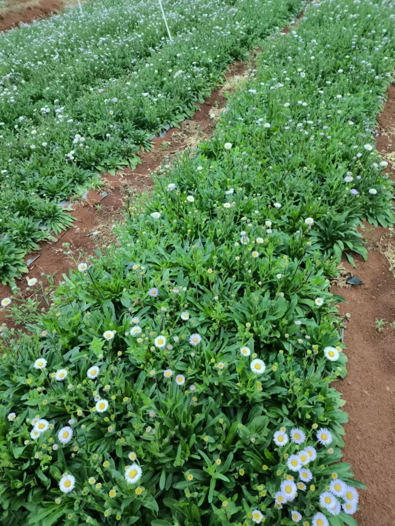 灯盏花种植基地量大价优欢迎选购价格实惠诚信经营
