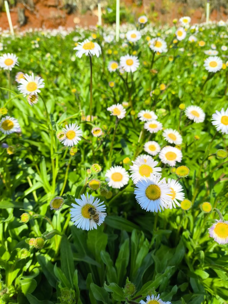 灯盏花种植基地量大价优欢迎选购价格实惠诚信经营
