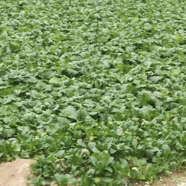 白菜长青竹筒青精品蔬菜产地直供一手货源量大从优