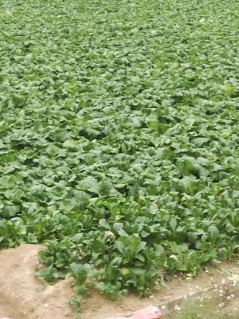 白菜长青竹筒青精品蔬菜产地直供一手货源量大从优