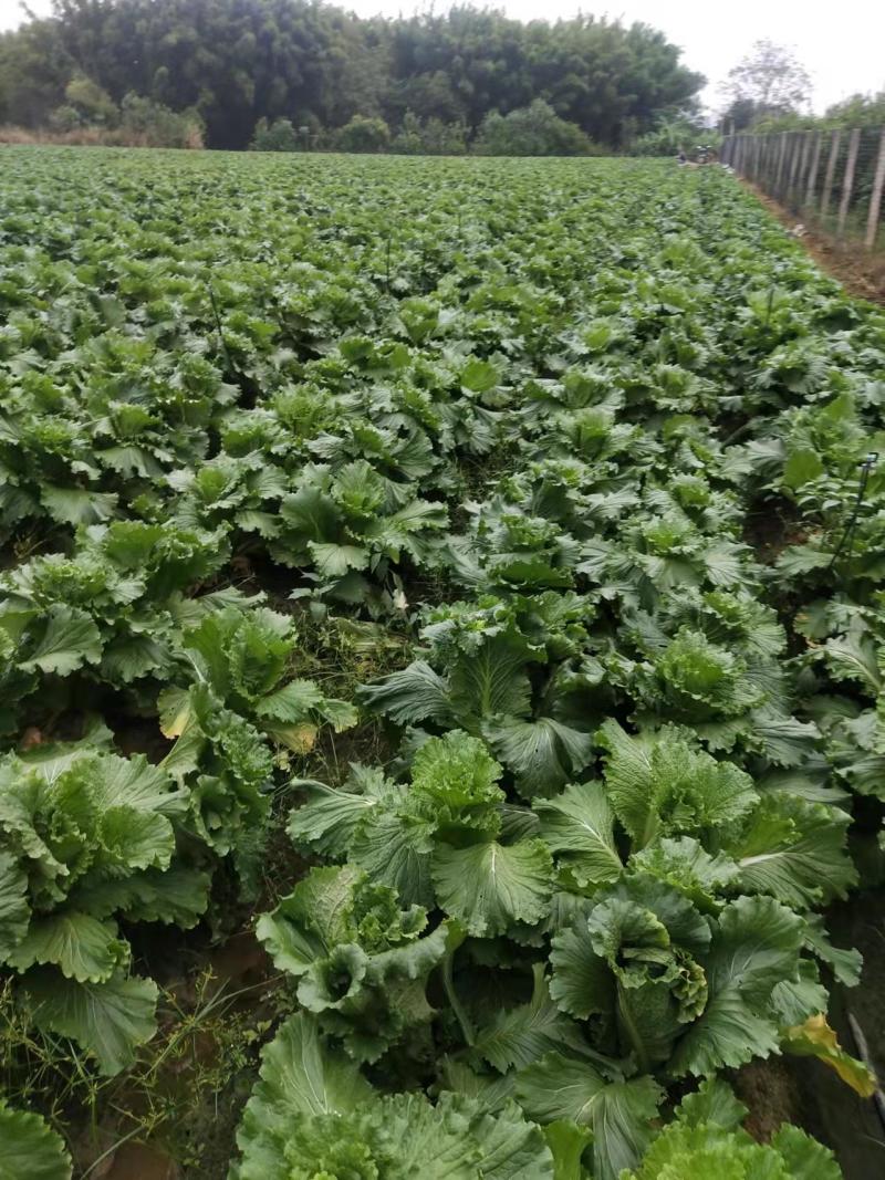 白菜长青竹筒青精品蔬菜产地直供一手货源量大从优