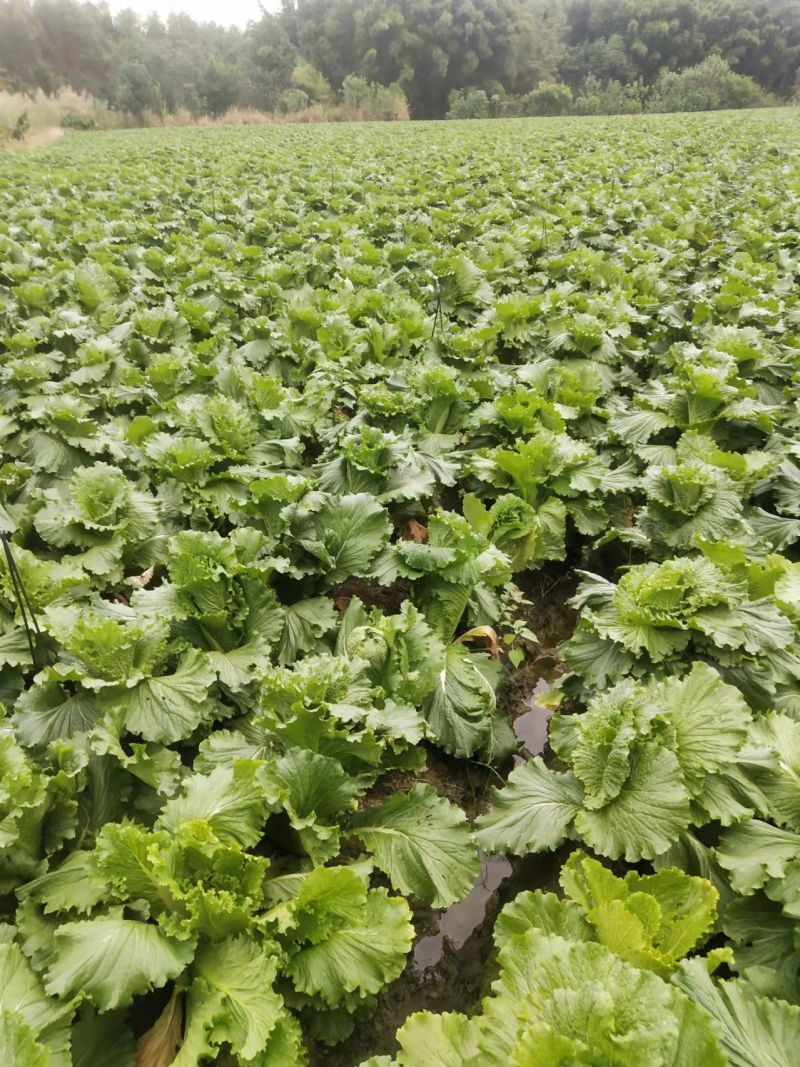 白菜长青竹筒青精品蔬菜产地直供一手货源量大从优