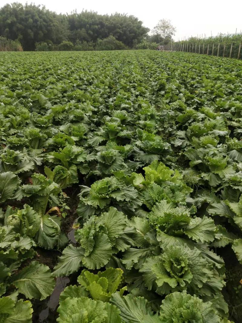 白菜长青竹筒青精品蔬菜产地直供一手货源量大从优