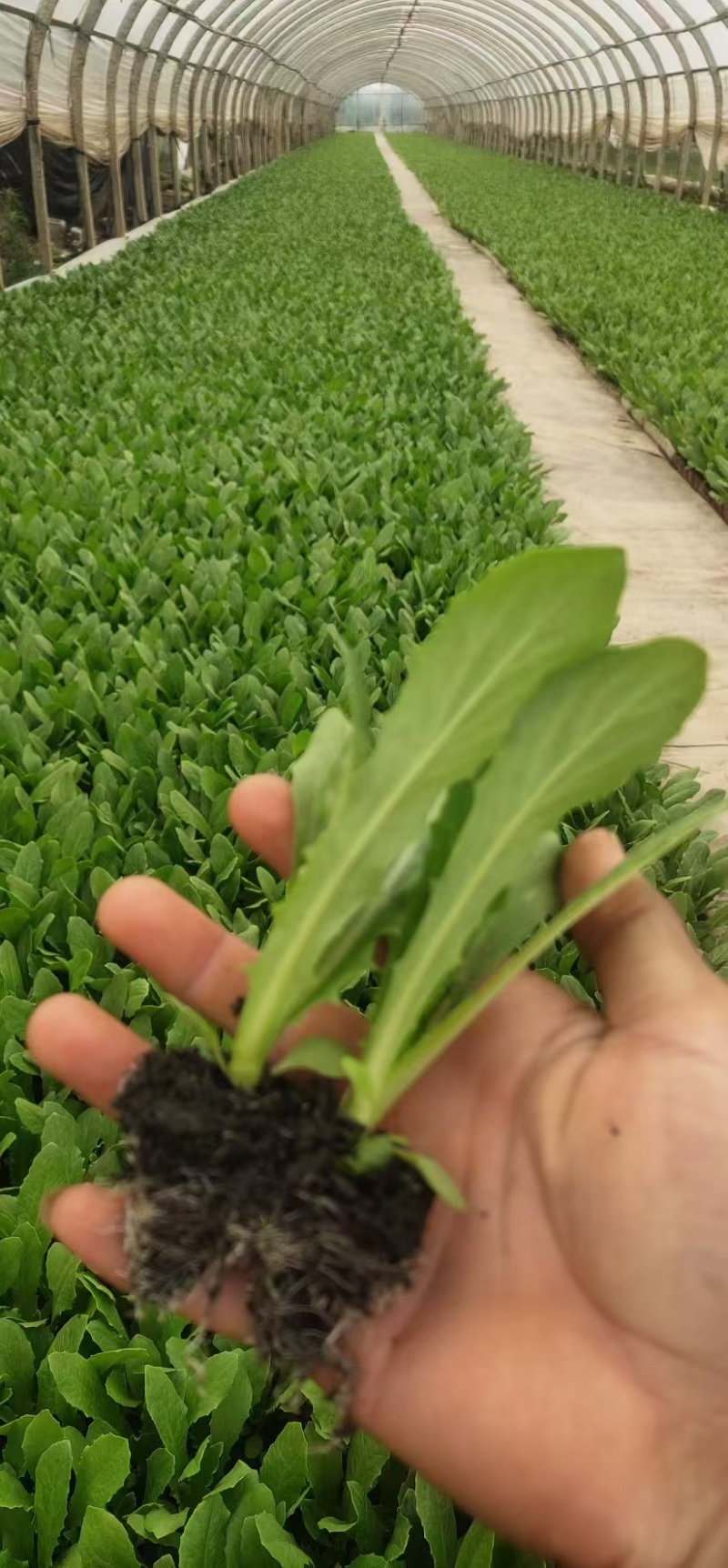 油麦菜苗基地现挖现发土球好存活率高技术指导