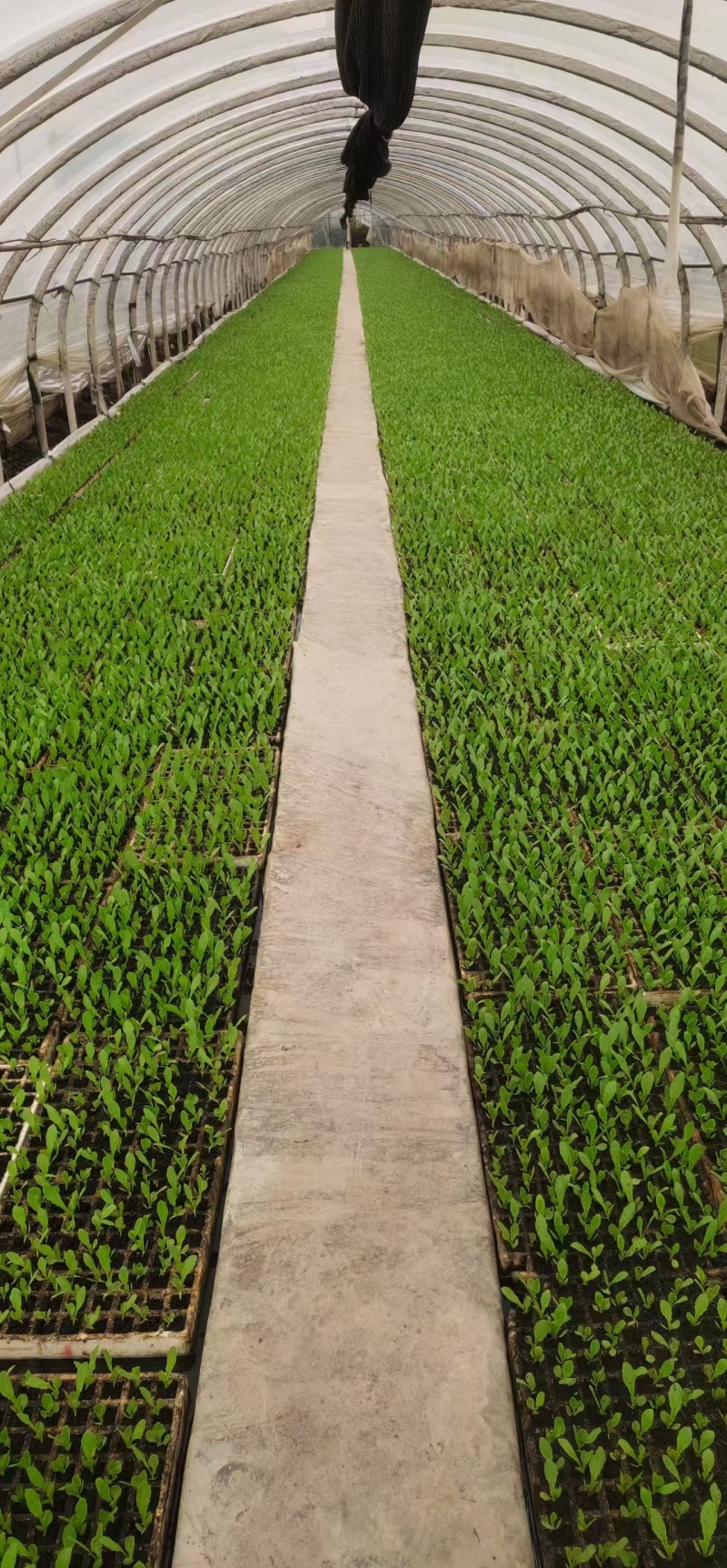 油麦菜苗基地现挖现发土球好存活率高技术指导