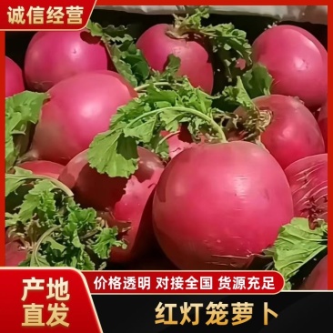 红灯笼萝卜，产地直发，品质保证，量大从优，可视频看货