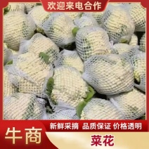 精品菜花，一手货源，全国发货，诚信经营，欢迎来电
