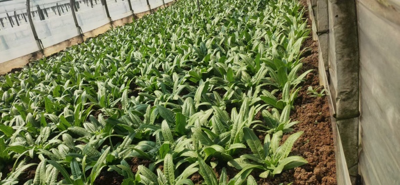 油麦菜苗基地现挖现发土球好存活率高技术指导
