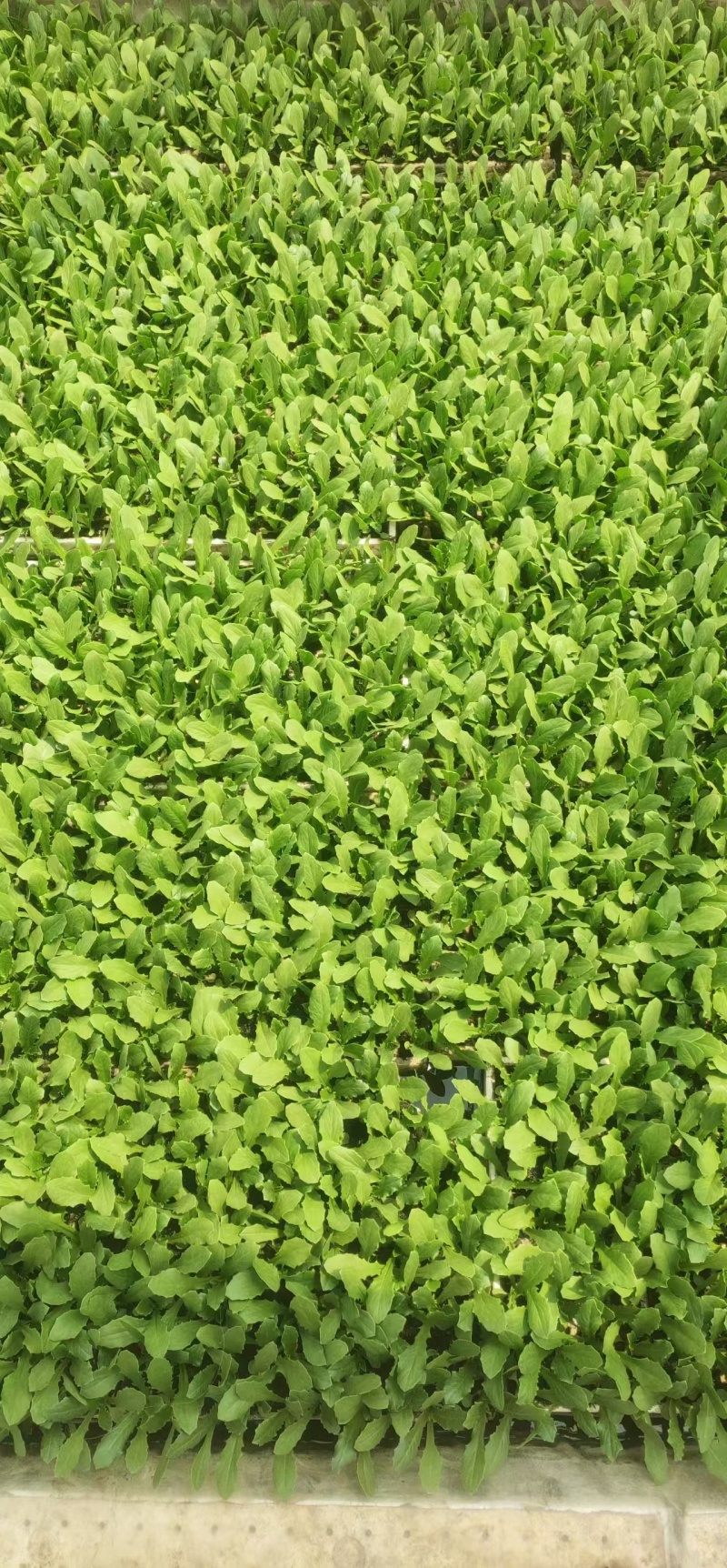 油麦菜苗基地现挖现发土球好存活率高技术指导