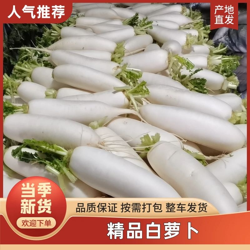 白萝卜大量上市产地直发价格美丽对接全国各级市场欢迎致电