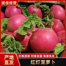 红皮圆萝卜红灯笼萝卜，价格便宜，产地直发，欢迎选购