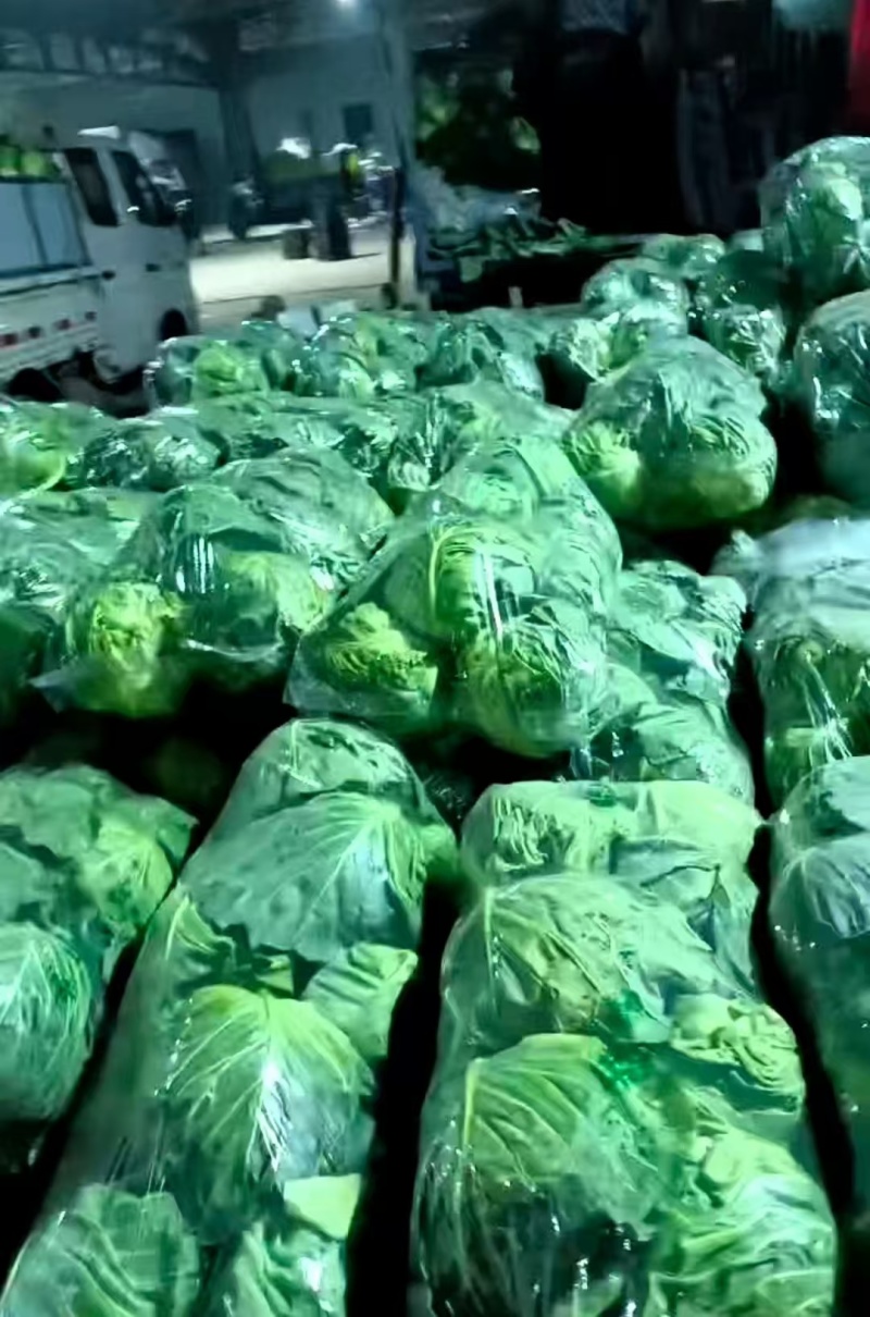 河北精品甘蓝，一手货源，价格便宜，可视频看货，对接全国