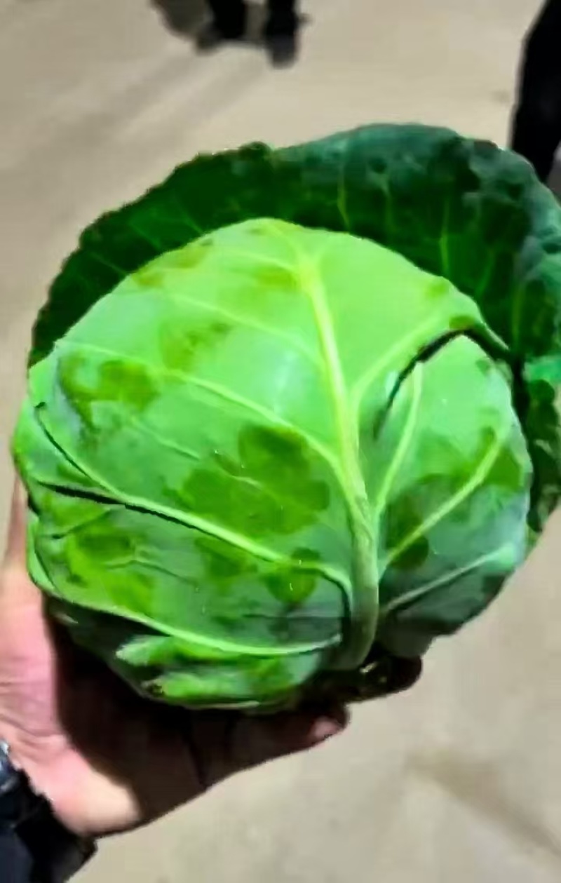 河北精品甘蓝，一手货源，价格便宜，可视频看货，对接全国
