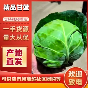 河北精品甘蓝，一手货源，价格便宜，可视频看货，对接全国