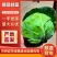 河北精品甘蓝，一手货源，价格便宜，可视频看货，对接全国