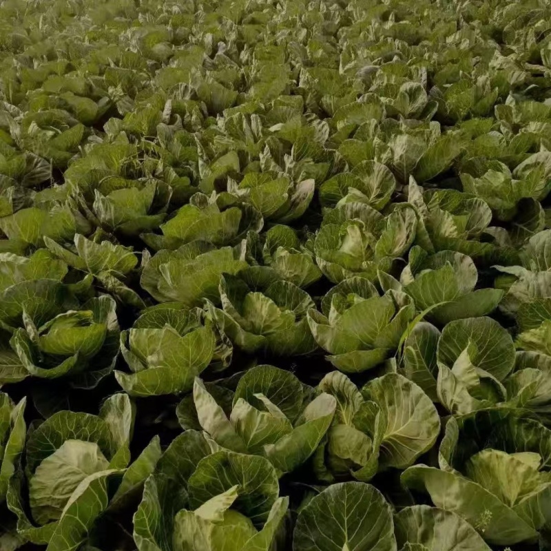 甘蓝苗圆形甘蓝苗万亩基地产地直发一手货源量大价优