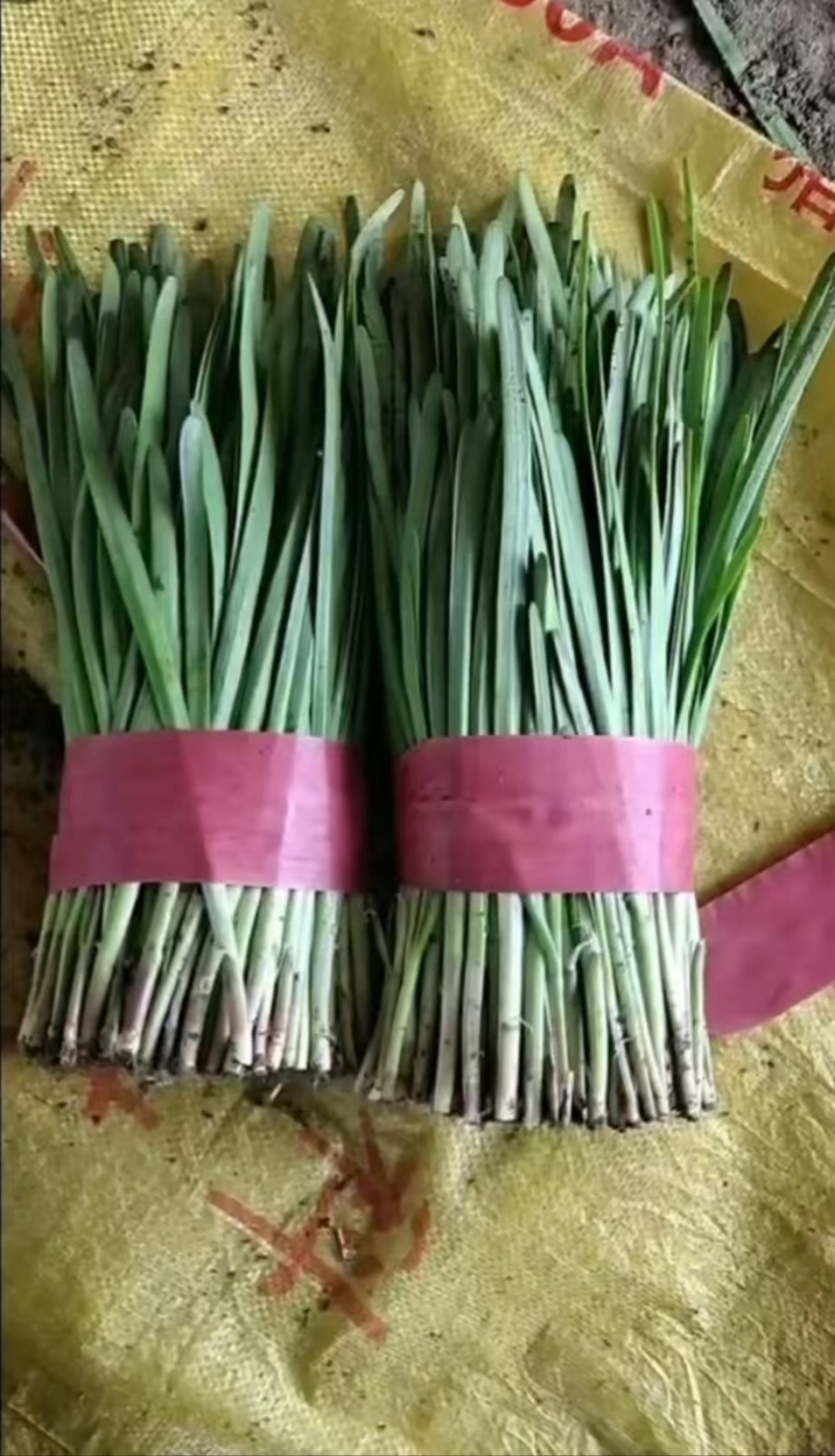 精品韭菜紫根红韭菜货源充足量大从优诚信经营