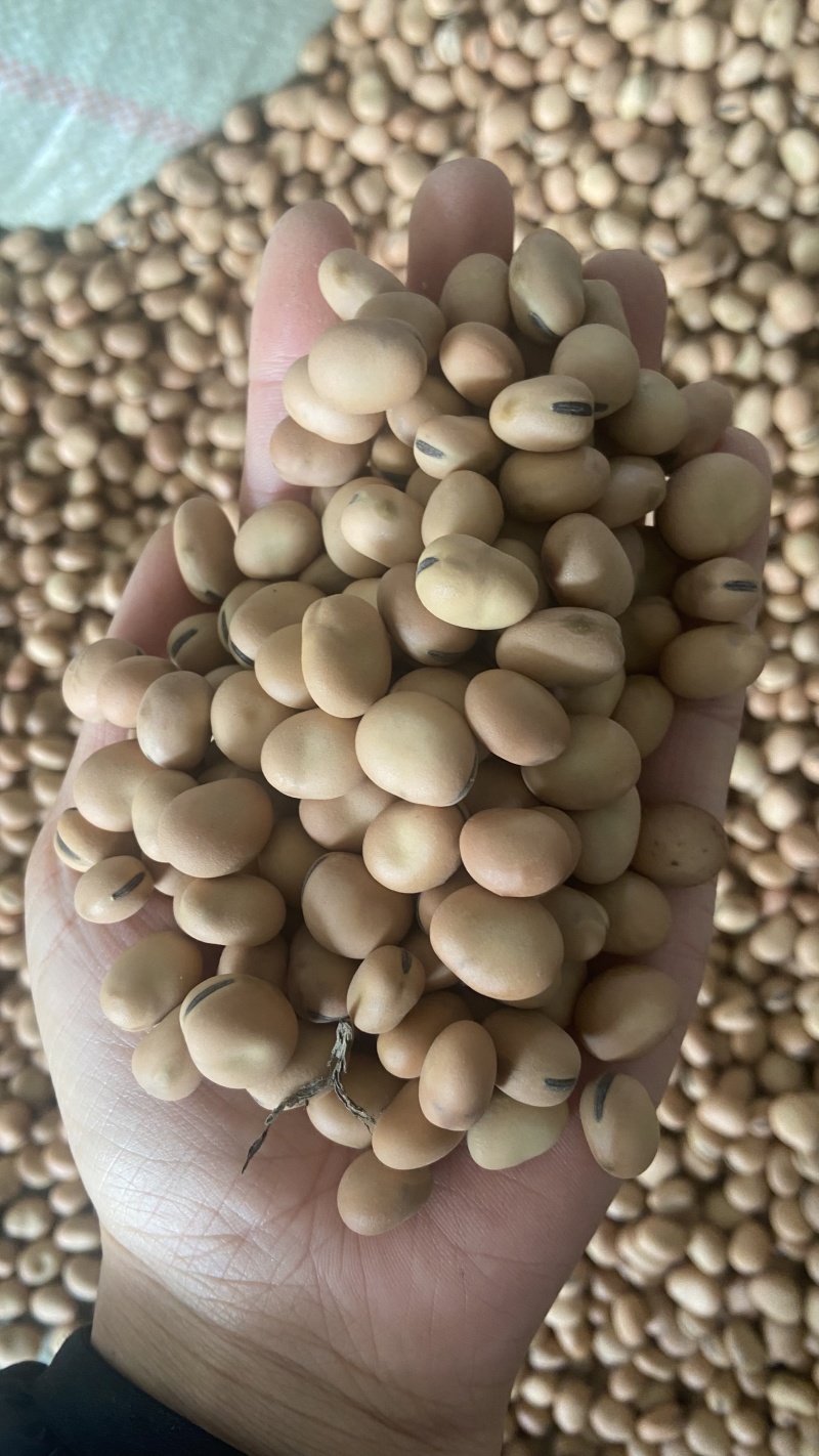 【实力推荐】蚕豆羊眼豆量大质优价格优惠支持视频看货