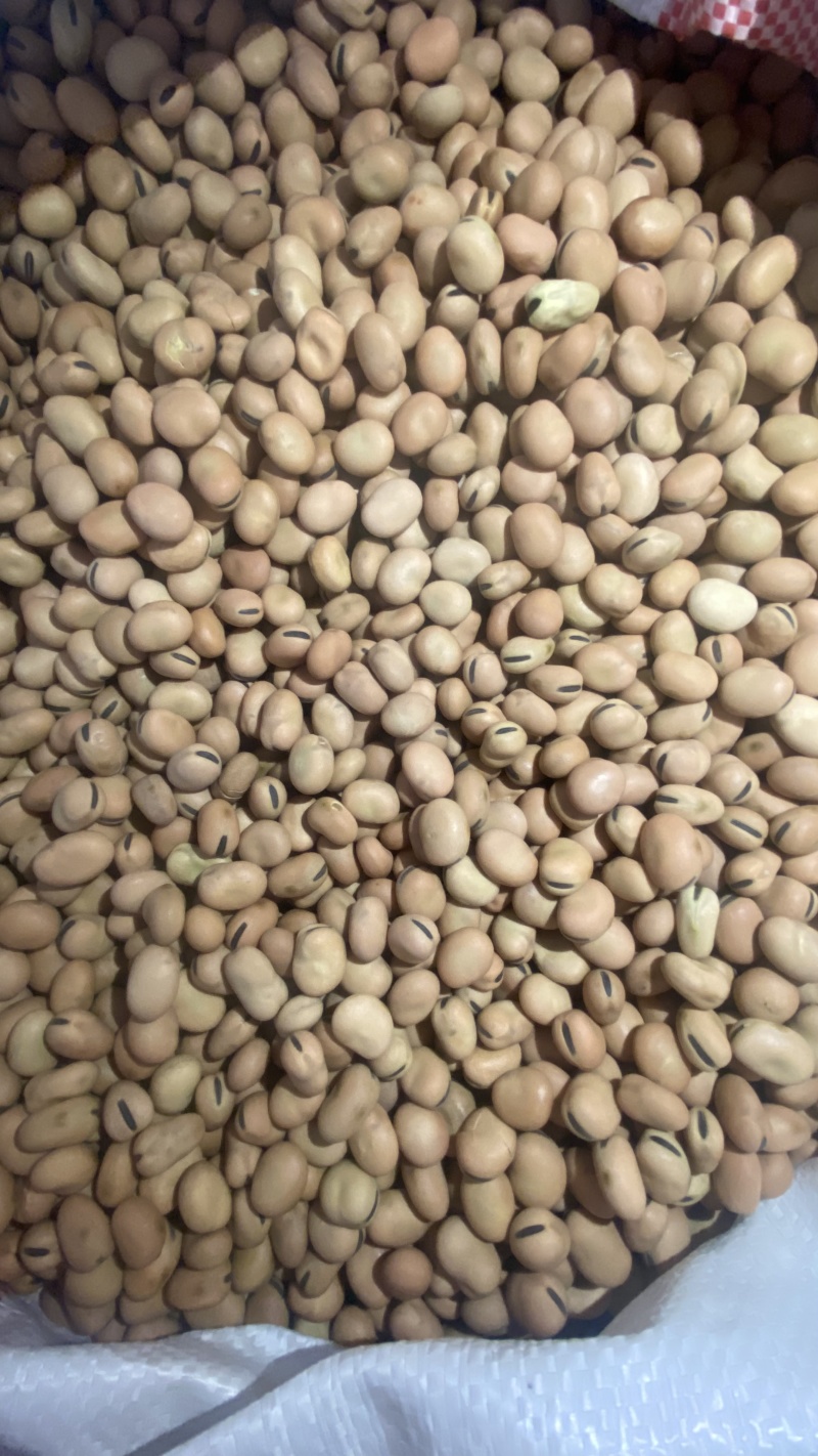 【实力推荐】蚕豆羊眼豆量大质优价格优惠支持视频看货